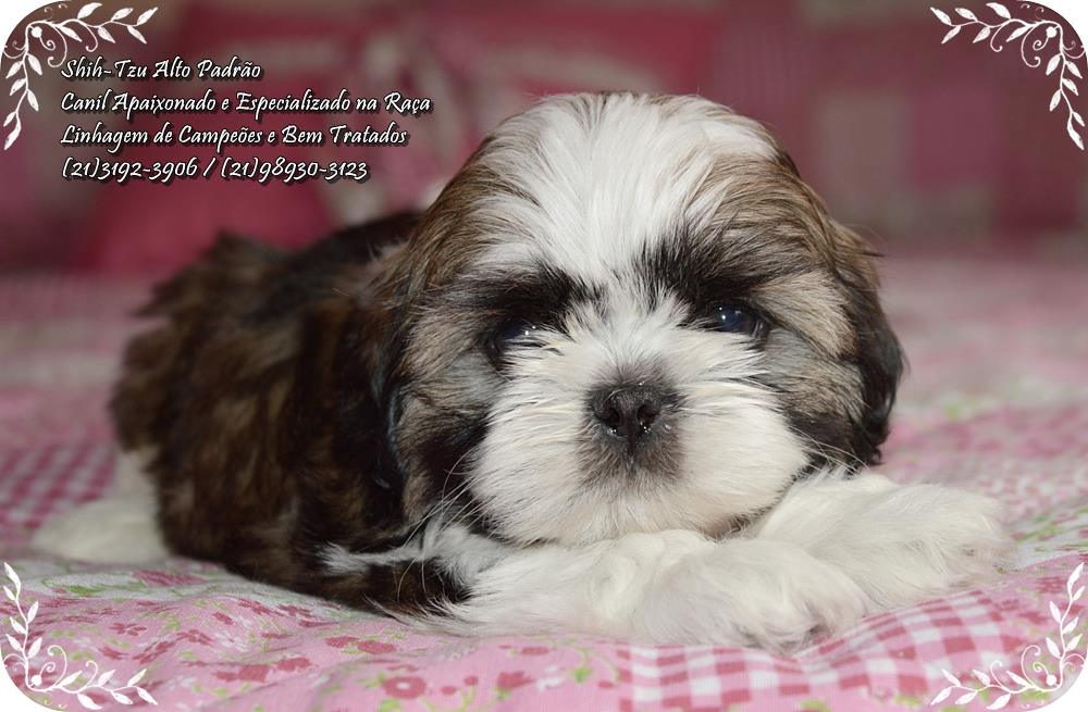 cachorro da raça shih tzu para vender